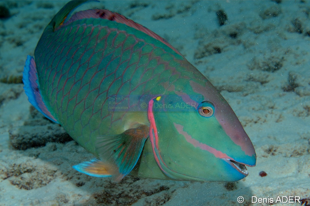 Sparisoma-viride terminal Poisson perroquet feu bleu vert jaune-Bonaire Coco Beach-16m-20180217-Denis-ADER-DSC_6337_tn.jpg